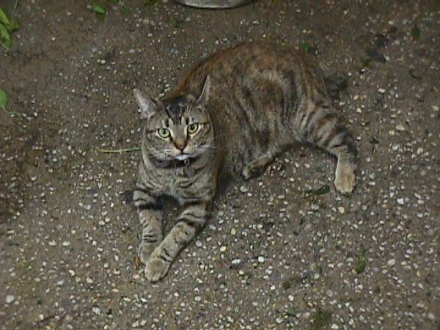 Arthur Avenue Market Guard Cat